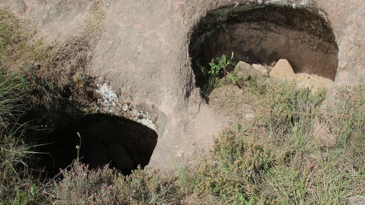 Tines al pla de Sant Pere de les Cigales