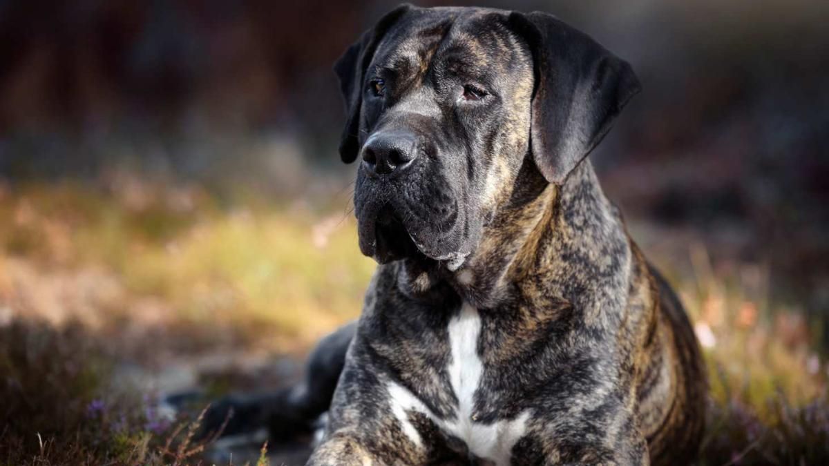 Presa canario.