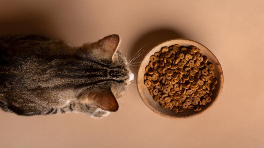 ¿Es mi gato alérgico? Los síntomas que pueden hacer saltar las alarmas