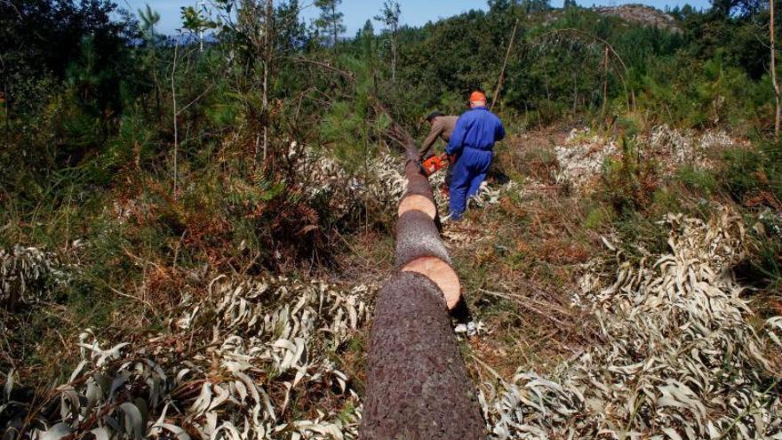 Trabajos de limpieza de madera para evitar incendios. |   // IÑAKI ABELLA