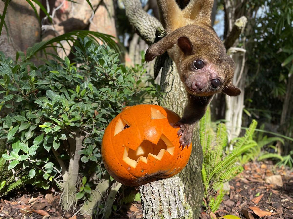 Halloween en Bioparc Fuengirola