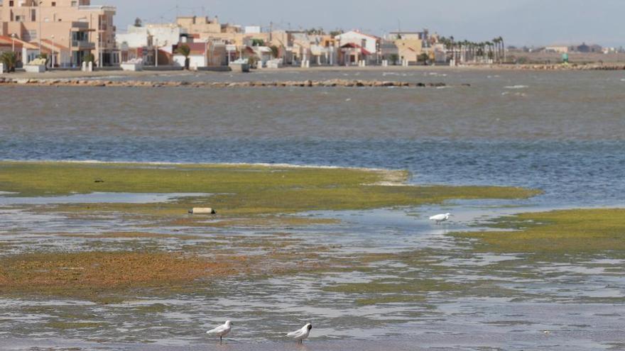 El Mar Menor en la zona de Los Nietos.