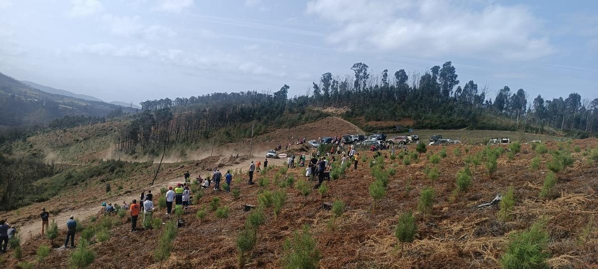 El rally Princesa de Asturias pasando por la zona reforestada.
