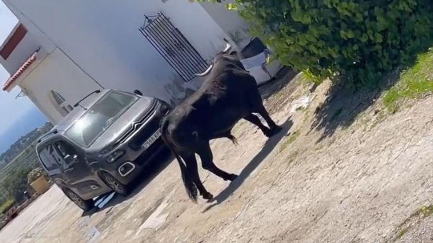 Alarma en Teulada al escaparse un toro y recorrer toda la avenida principal