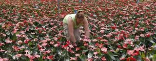 Hasta 50.000 plantas del sur de Galicia se venderán por toda España en el Día de la Madre