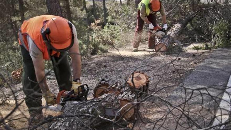 Operarios retirando árboles derribados por los temporales del invierno en la Font Roja.