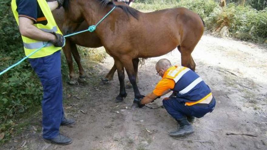 Voluntarios de Protección Civil cortan las ataduras de un caballo en el entorno de Cotorredondo.  // FDV