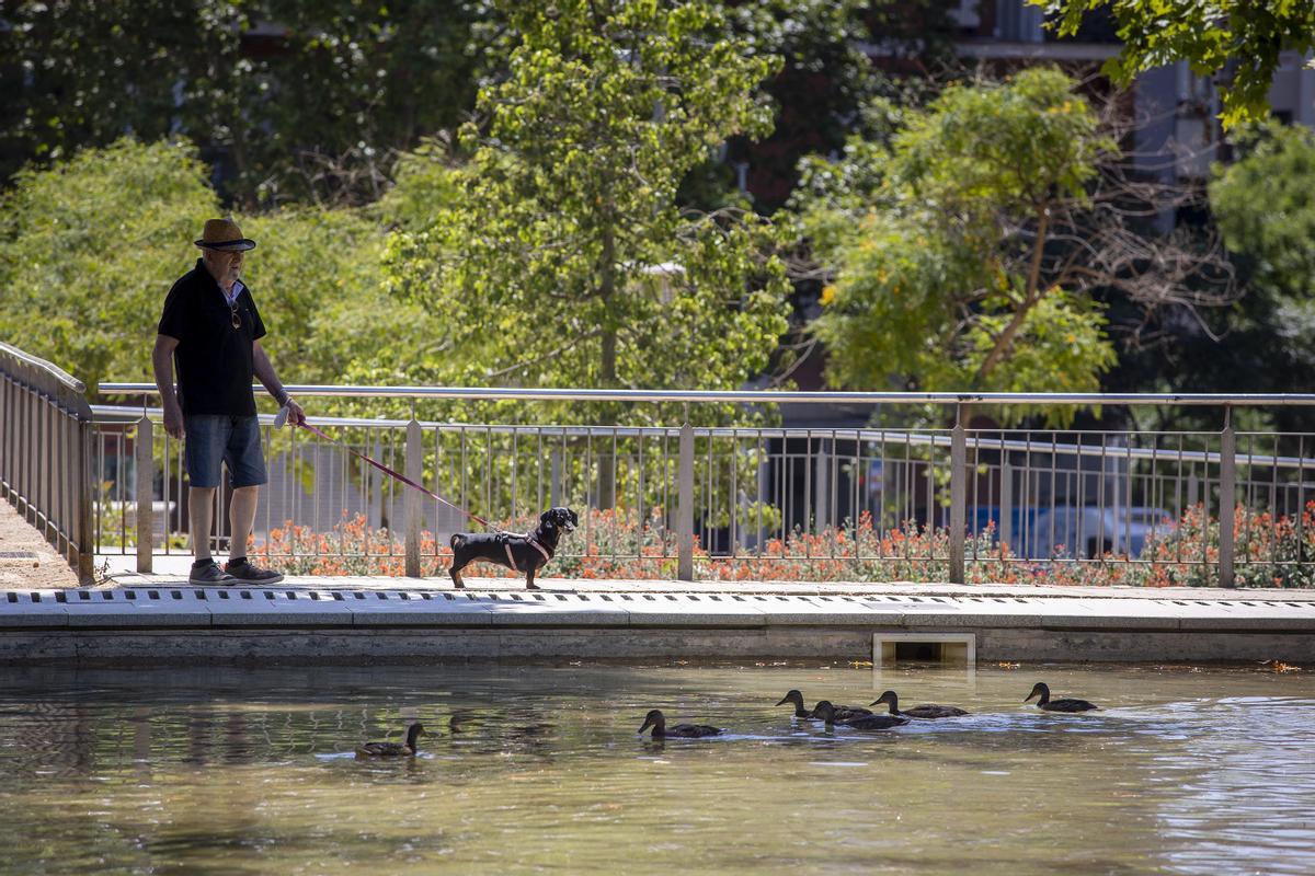 Un vecino paseo su perro junto a los patos del Baix Guinardó, una convivencia entre especies que ha funcionado mucho mejor de lo que cabía suponer.