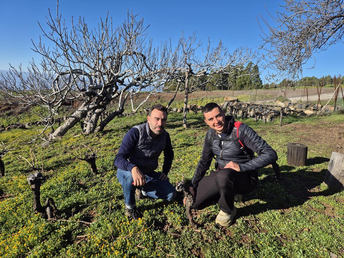 Momento en el que se valora la viña y se poda. Mulchand Chanrai