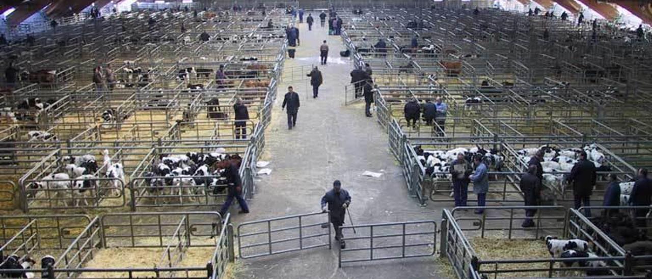 Reses en el mercado de ganados de Pola de Siero.