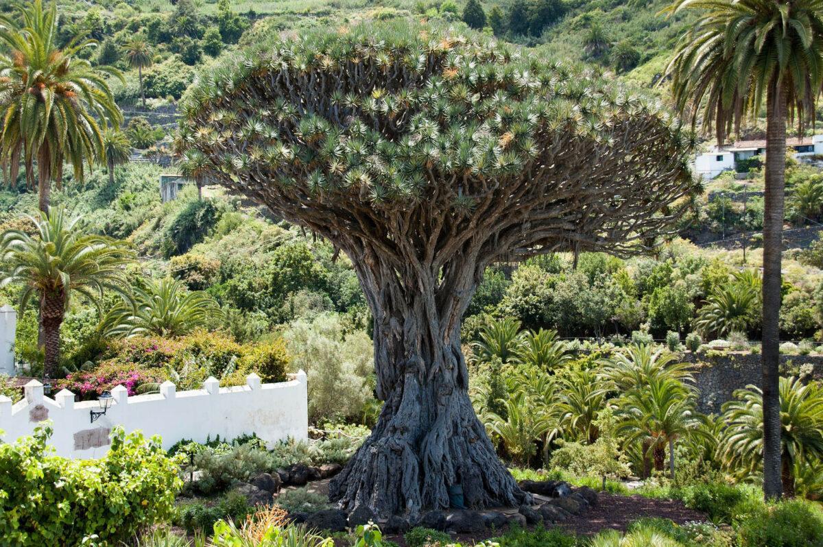 Alianza mundial: 196 países se unen para proteger la naturaleza