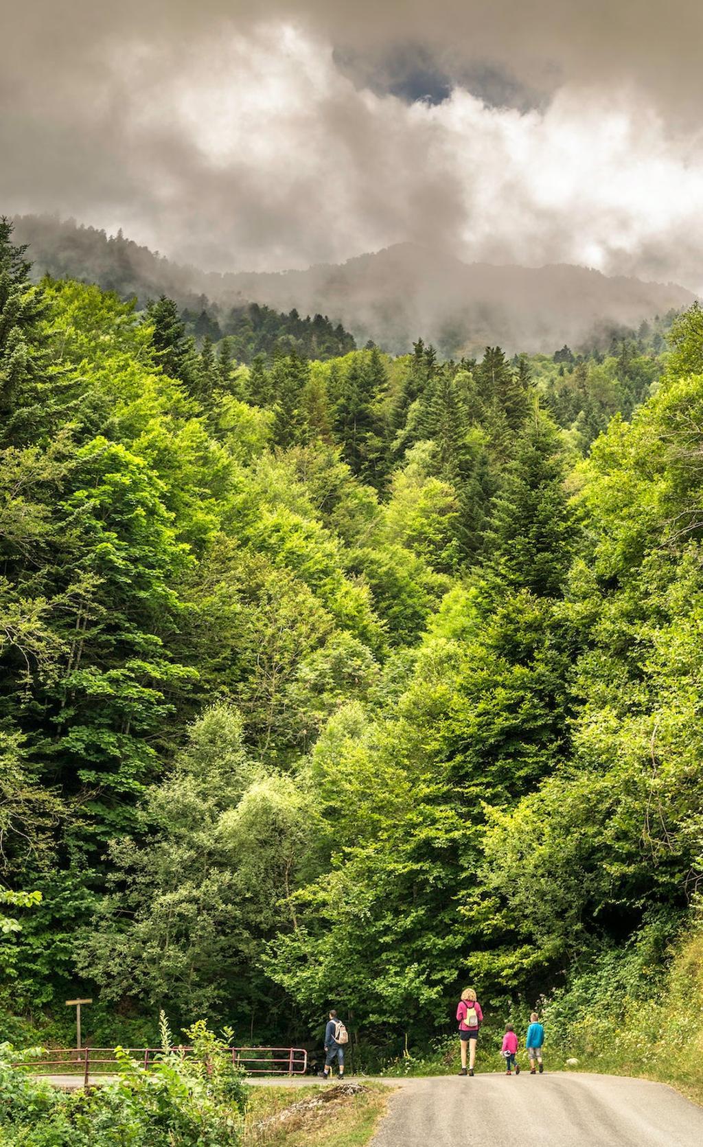 Paseo por los frondosos bosques del valle de L'Artiga de Lin.