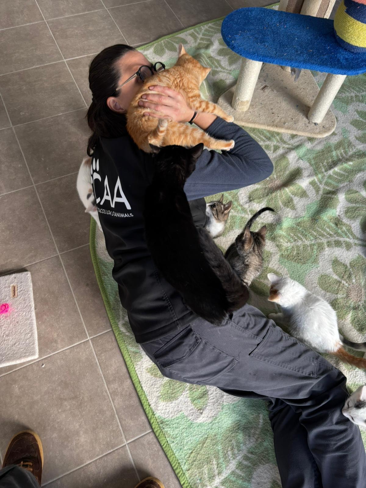 Personal que atiende el refugio de Tavernes juega con los gatos.