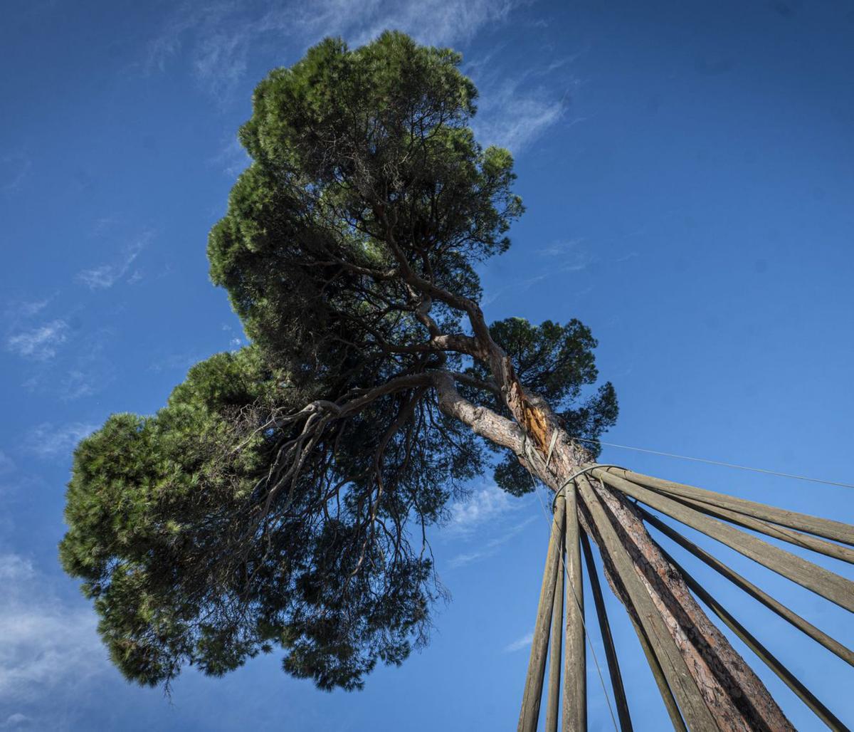 Catalunya radiografia 300 arbres monumentals per saber-ne l’estat