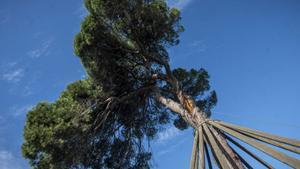 Catalunya radiografia 300 arbres monumentals per saber-ne l’estat