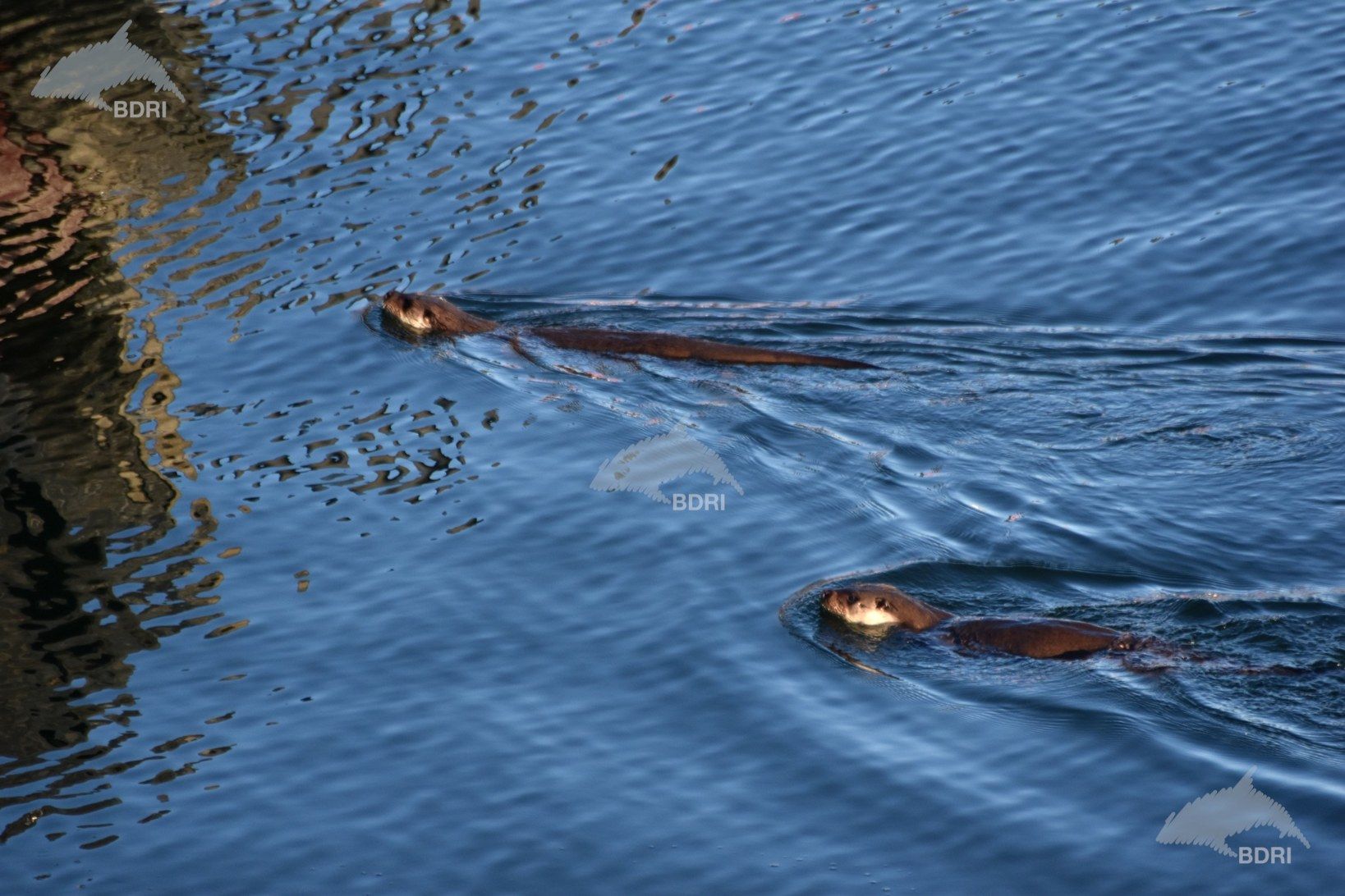 Biólogos, doctores y estudiantes del BDRI hacen un estrecho seguimiento de los mamíferos marinos en las rías de Vigo, Pontevedra y Arousa.