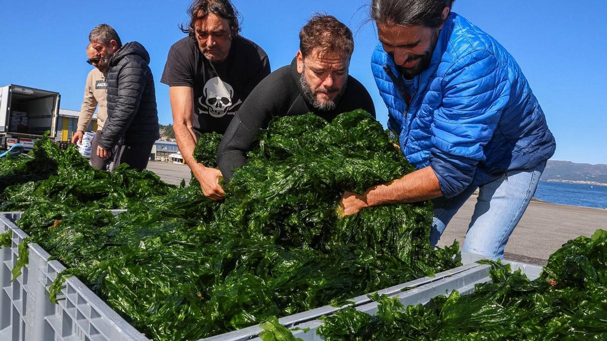 Descarga de algas en el muelle de O Xufre, en A Illa de Arousa