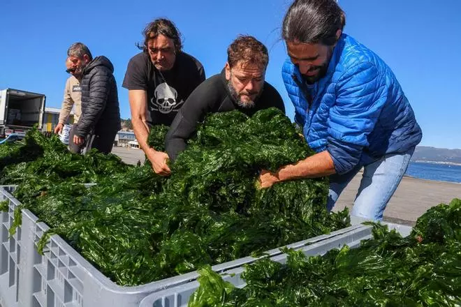 Descarga de algas en el muelle de O Xufre, en A Illa de Arousa