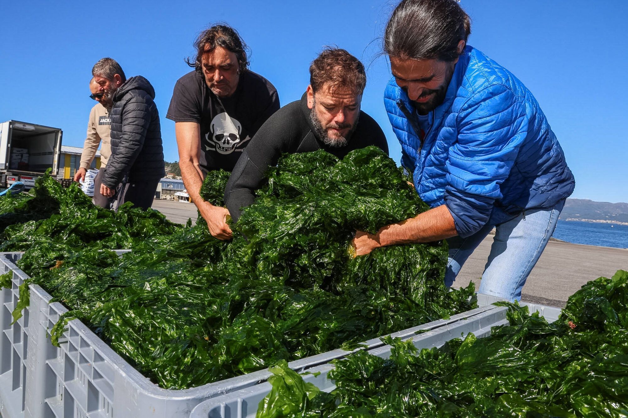 Descarga de algas comerciales en el puerto isleño