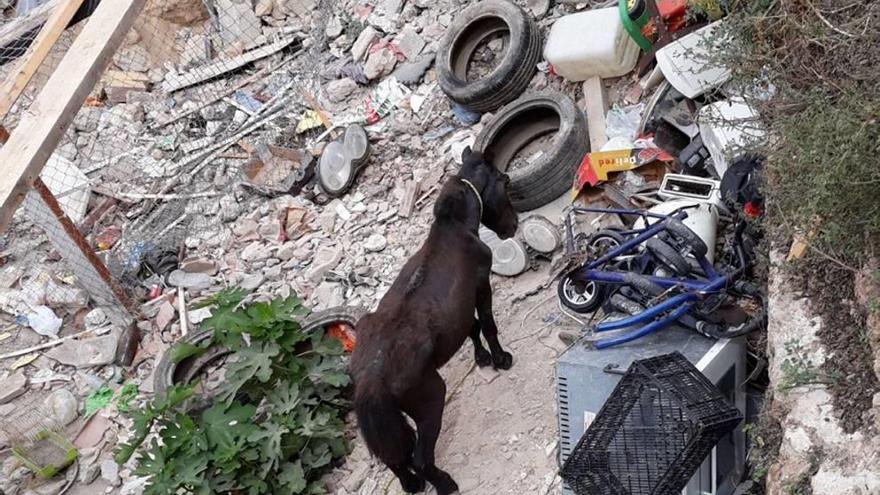 Hallan un poni en estado crítico entre basuras y sin comida