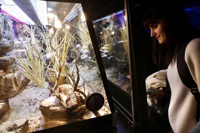 Así es la exposición "Veneno" que se estrena en el Acuario de Gijón (en imágenes)