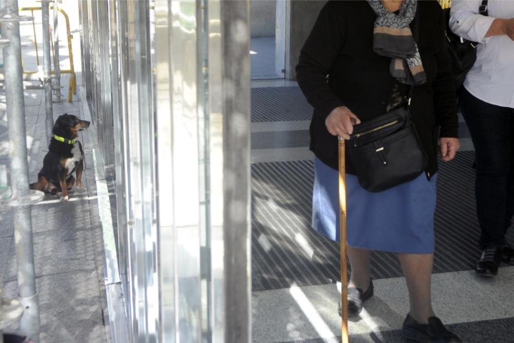 Champi, esperando a su dueño en el Reina Sofía