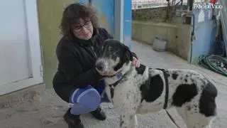 La Protectora de Animais do Morrazo busca hogares para cerca de cincuenta perros en Moaña
