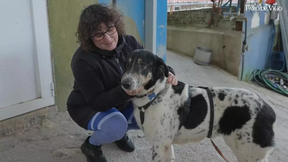 La Protectora de Animais do Morrazo busca hogares para cerca de cincuenta perros en Moaña