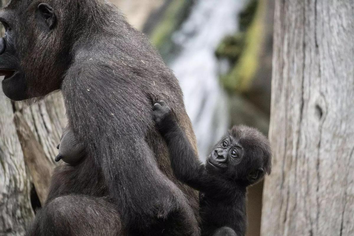 El pequeño Ernie, a lomos de su madre