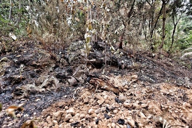 Zonas arrasadas por el incendio en el Norte de Tenerife