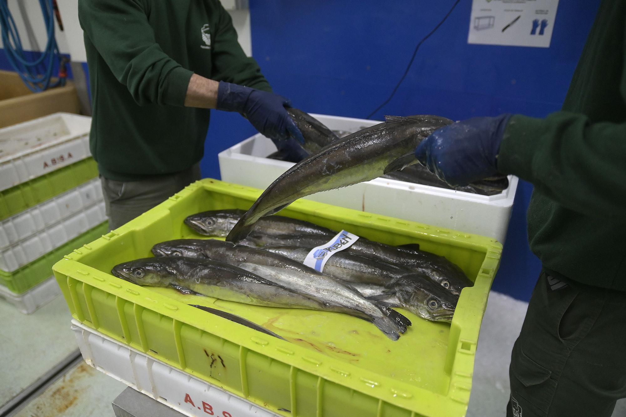 Hasta 40 toneladas de pescado se podrían perder en la lonja de A Coruña por la huelga