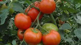 Por qué los tomates ya no saben a tomate: estas son las razones del "misterioso" cambio de sabor