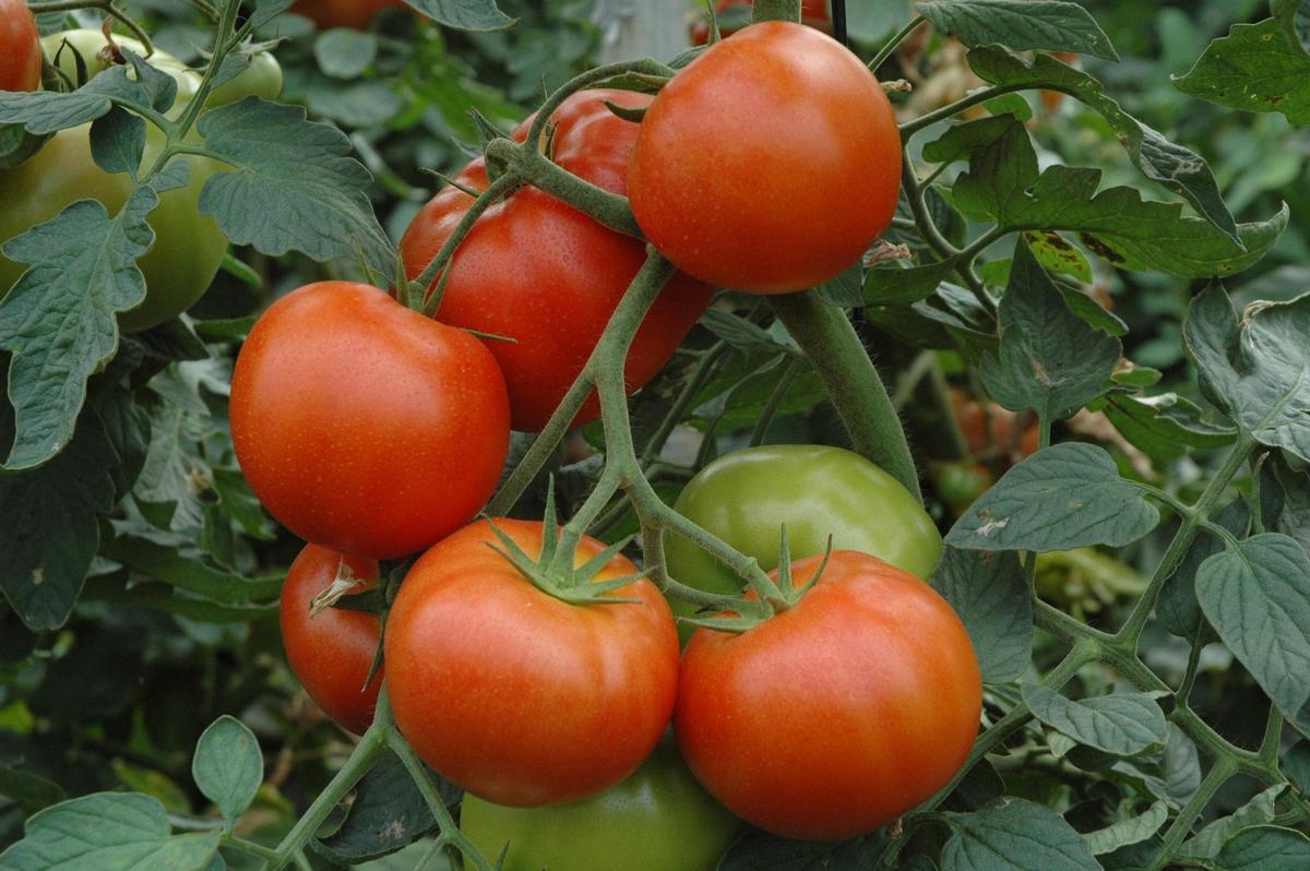 Los tomates ya no saben a tomate