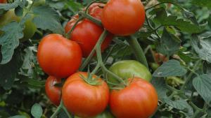 Archivo - El tomate de Los Palacios sigue en auge