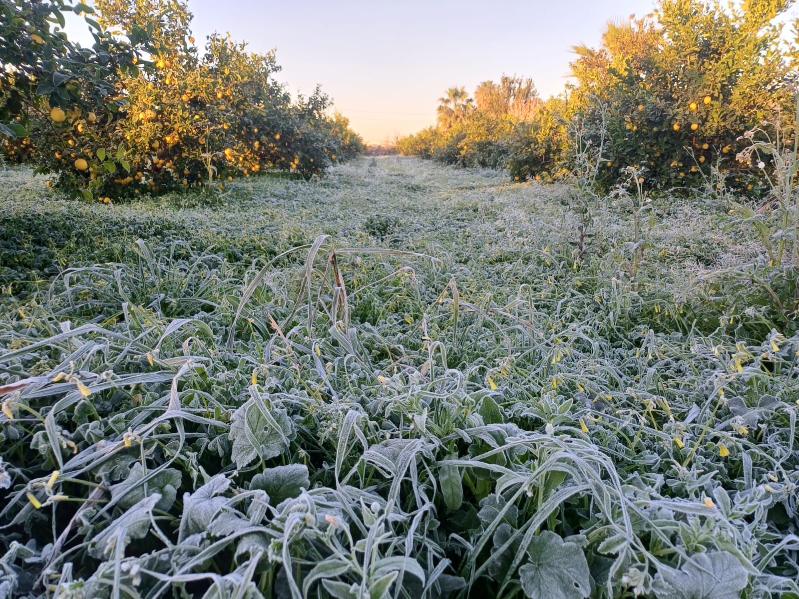 Así han amanecido muchos cultivos de la Vega Baja y el Camp d´Elx: bajo la escarcha