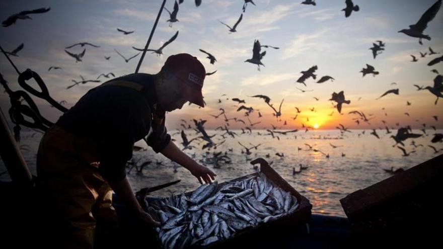 Informáticos al servicio de los peces