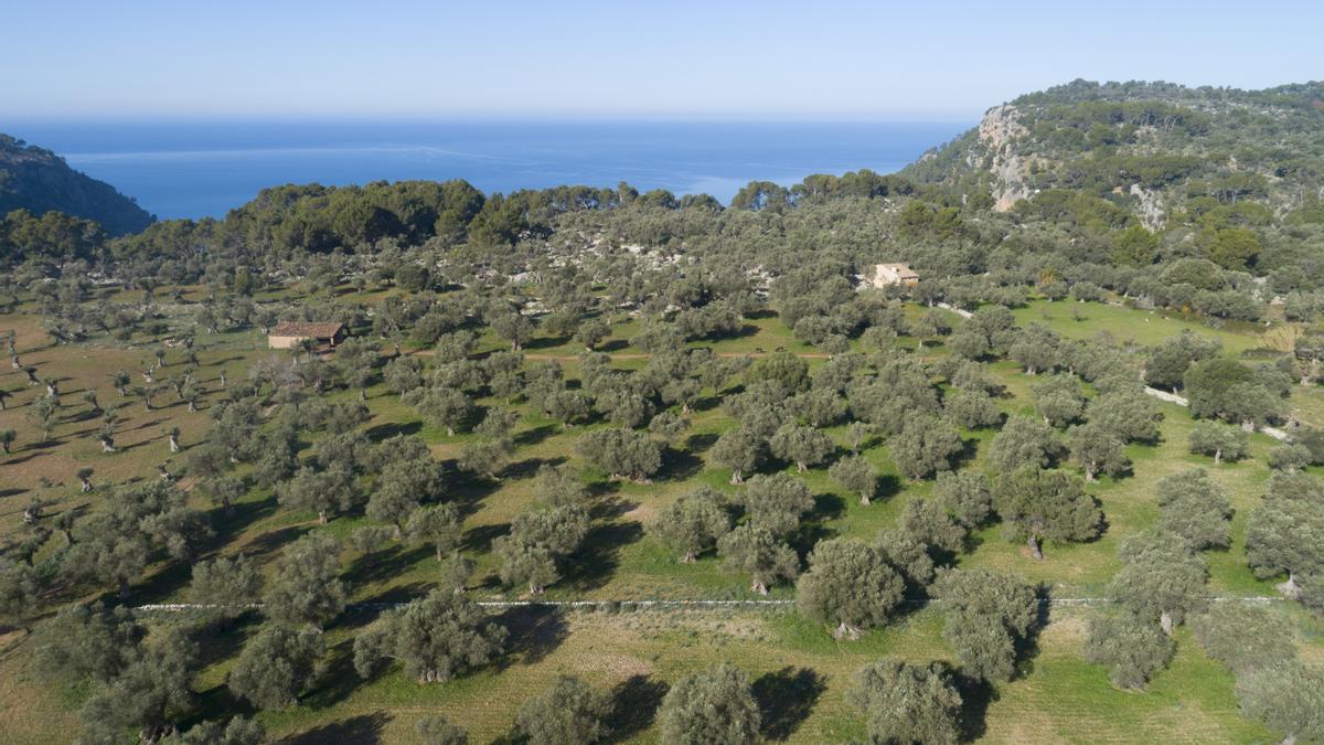 Olivenhaine in der Serra de Tramuntana.