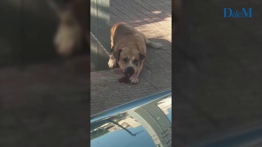 Este es el perro que atacó a dos personas en Portocolom