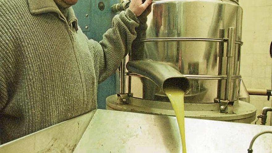 La producción de aceite de oliva en Extremadura llega a 2.300 toneladas