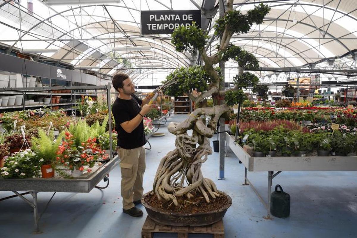 Una trabajadora de Viveros O Piñeiro muestra plantas a unas clientas.   | // GUSTAVO SANTOS