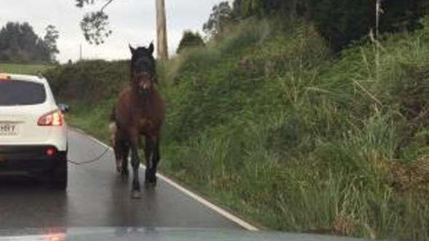 Susto en la carretera a Avilés por una yegua con su potro