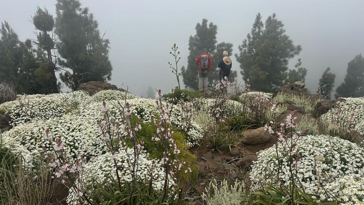 Ruta por la cumbre de Gran Canaria en mayo de 2026.