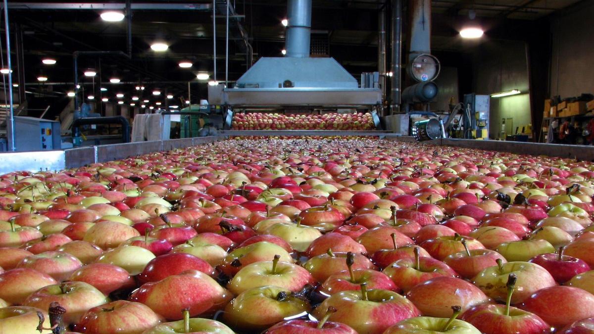 Lavado de manzanas en una factoría