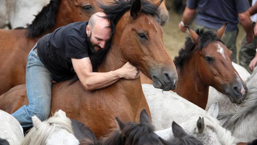 Un aloitador, al inicio de la noble lucha entre el hombre y la bestia en el curro de Sabucedo. // Bernabé / Cris M.V.