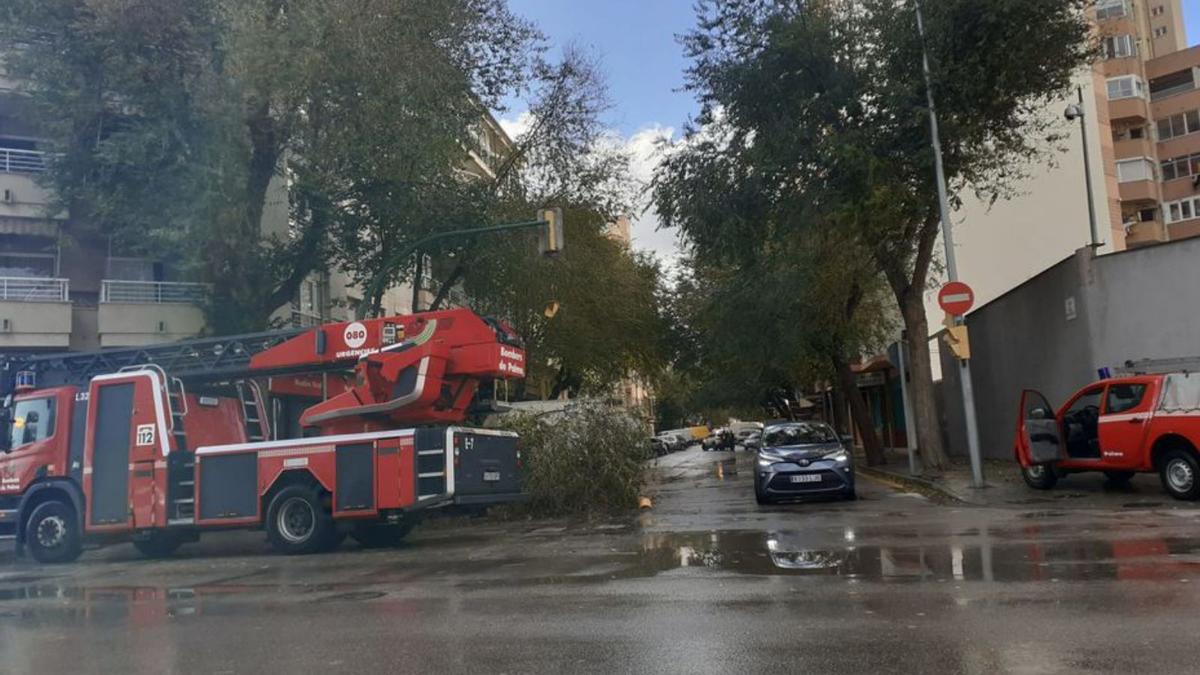 Bomberos retiran el árbol caído en la calle Manuel Azaña. | DM