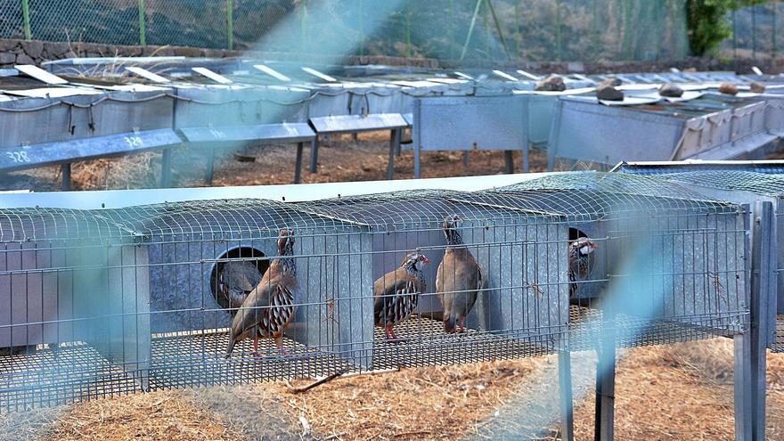 Cazadores alertan del “riesgo ecológico” de soltar perdices en abril en Gran Canaria