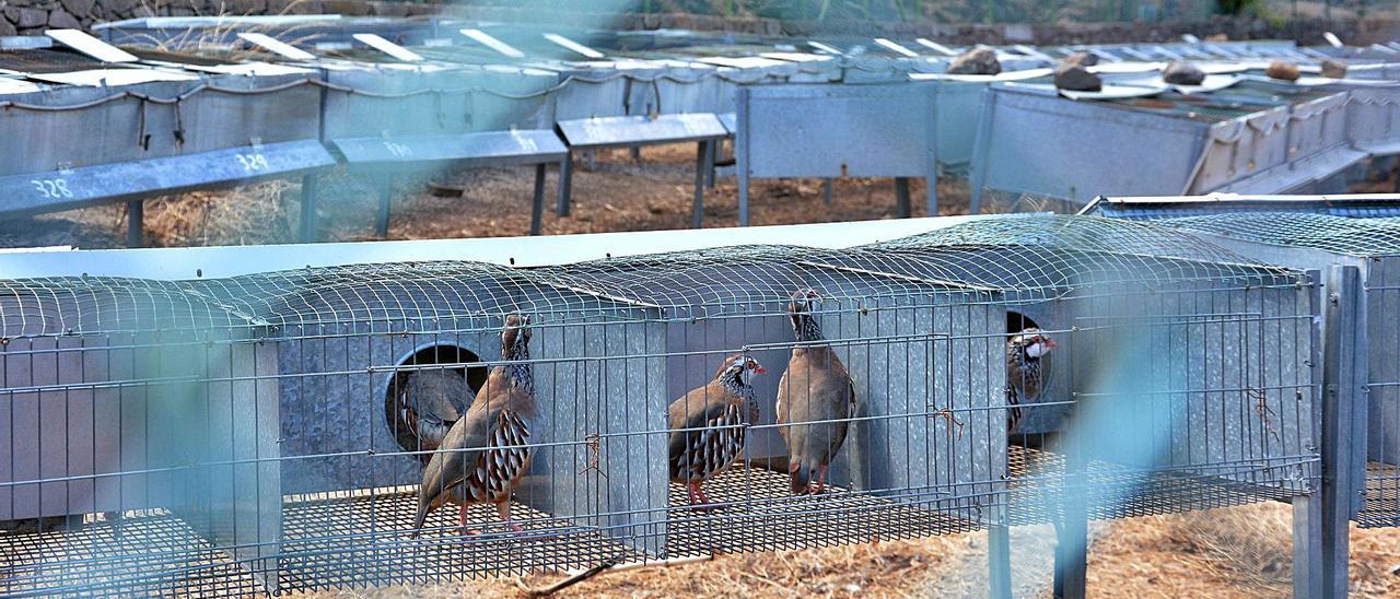 Jaulas con parejas de perdices para la cría en cautividad en la granja cinegética del Cabildo en el Corral de los Juncos