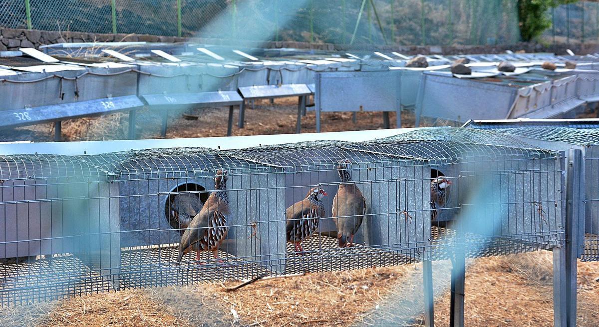 Jaulas con parejas de perdices para la cría en cautividad en la granja cinegética del Cabildo en el Corral de los Juncos.