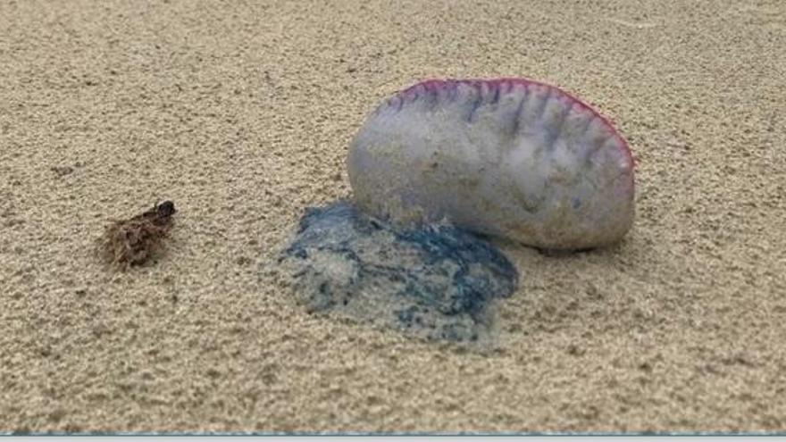 Crean una App que alerta de la presencia de medusas en las playas en tiempo real