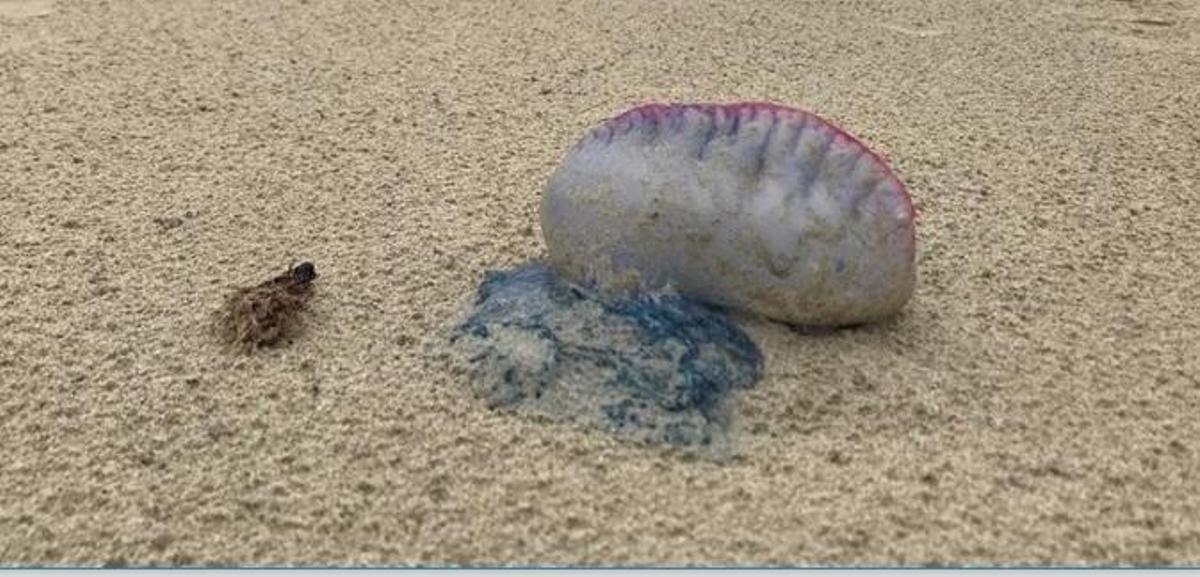Crean una App que alerta de la presencia de medusas en las playas en tiempo real